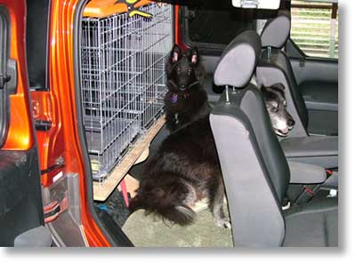 Bing and Montana waiting to go for a ride in Ali's Honda Element. 
