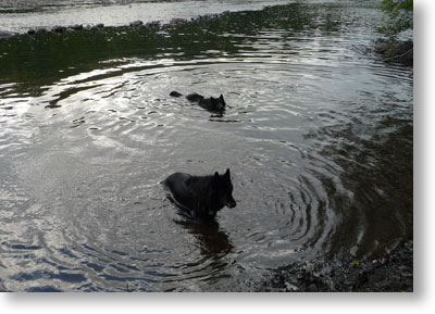 Bing and Acacia swim for treats in Lehigh River