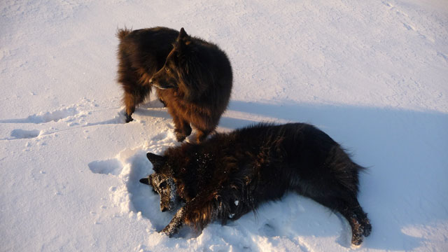 Snow angles