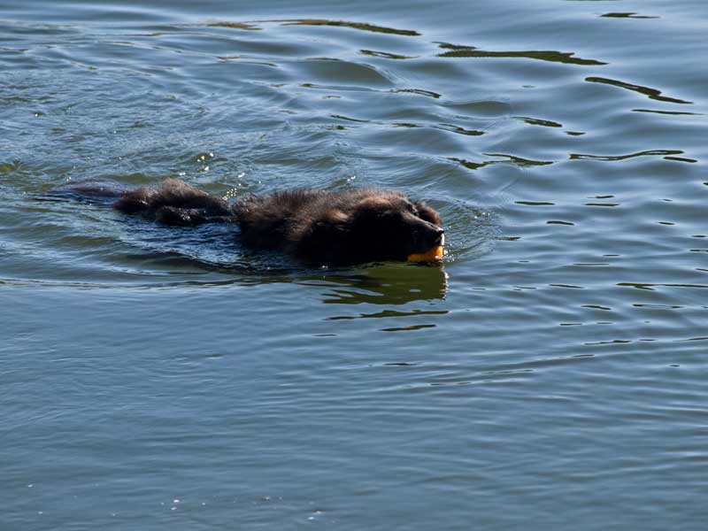 Bing swims with his ballie