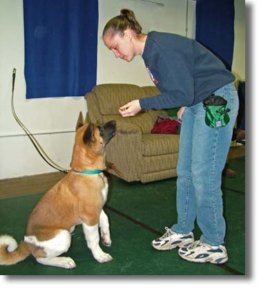 Student using positive reinforcement to teach puppy to sit.