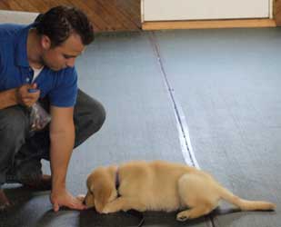 Puppy Class sits and downs