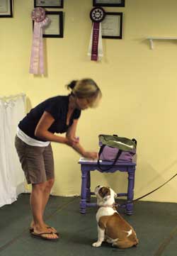 first night of puppy class