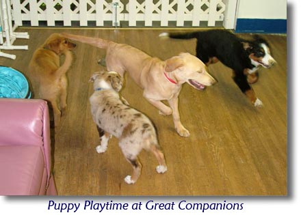 Photo of More Puppies! Ali Brown's puppy class at Great Companions