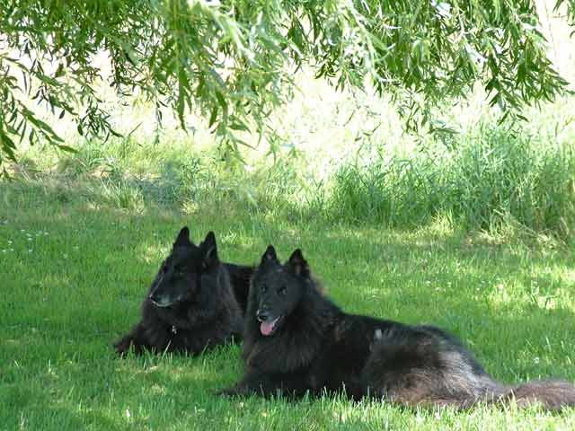 Black dogs under the willow tree