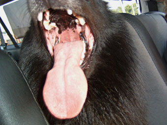 Bing's mouth takes over the car