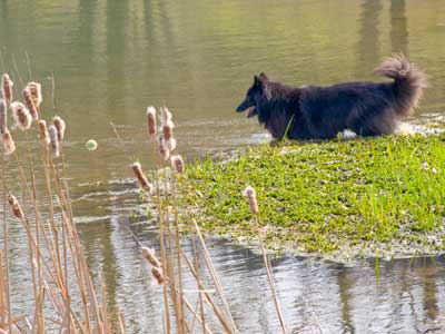 Bing enjoying his pond and his ball