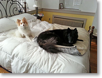 Photo: Tango and Bing on the bed waiting for Ali to take them on their morning walk around the pond.
