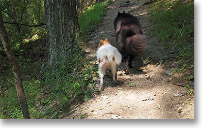 Image: Bing and Tango as you'll typically find them on a trail at the Trexler Nature Preserve.