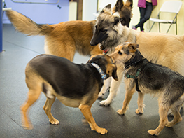 Small dogs love it in Foundations Class