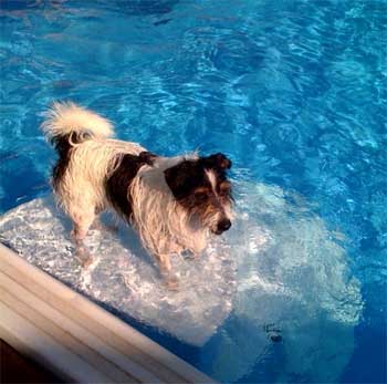 summer heat, dog in pool