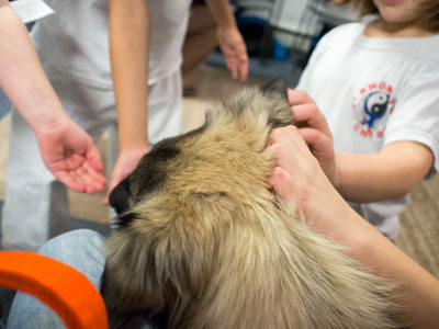 Small dogs love it in Foundations Class